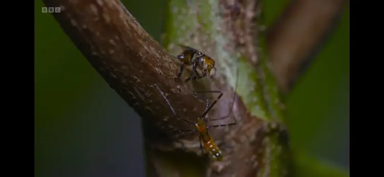 Assassin bug sp. () as shown in Planet Earth III - Forests